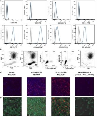 Neutrophils Inhibit Synthesis of Mineralized Extracellular Matrix by Human Bone Marrow-Derived Stromal Cells In Vitro